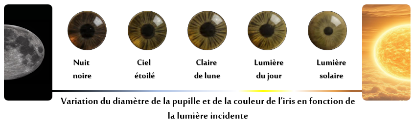 Variation du diamètre de la pupille et de la couleur de l'iris en fonction de la lumière incidente
